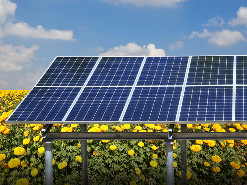 Europa: la agricultura fotovoltaica se ha convertido en una importante tendencia de desarrollo en el futuro